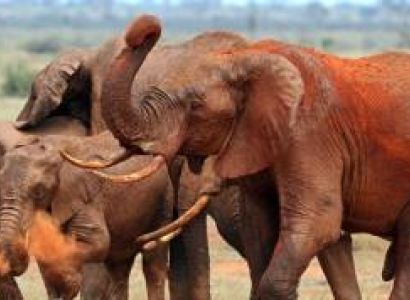 9 Days Kenya Safari Adventure - Beach Relaxation Tour