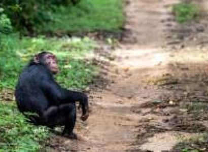 9 Days Uganda - Visiting Gorillas And Chimpanzees Tour