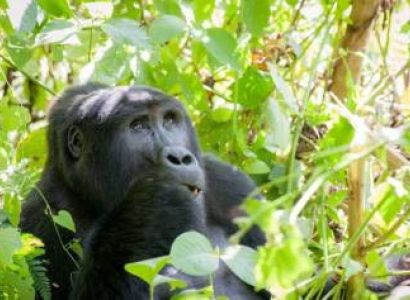 5 Days Uganda - Gorilla Galore Tour