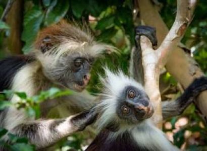 7 Days Uganda - The Perfect Family Safari Tour