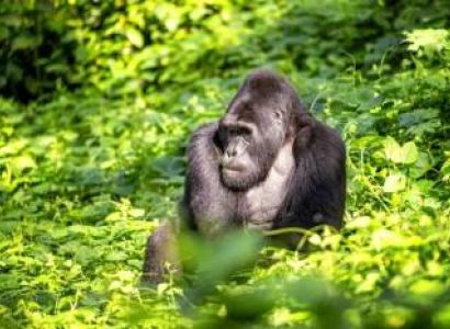14 Days Uganda - Savannah - Primates Trekking And Nile Adventures Tour