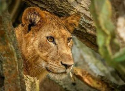 6 Days Uganda - Jungle And Safari Tour