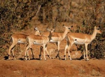 18 Days South Africa - Circling The North With Kruger - Beach Tour