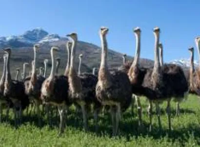 9 Days South Africa - Klein Karoo - Two Oceans Tour