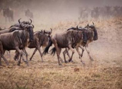 2-Day Tanzania Luxury Fly-in Safari