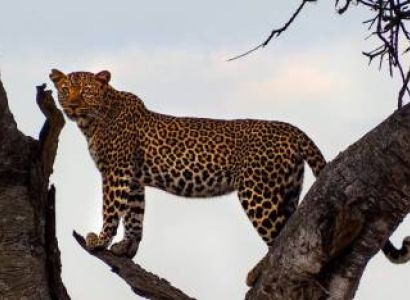 2-Day Tanzania Luxury Fly-in Safari