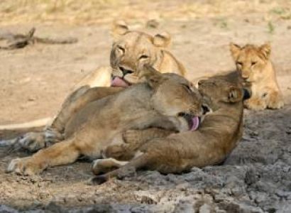 Ngorongoro Tour Packages