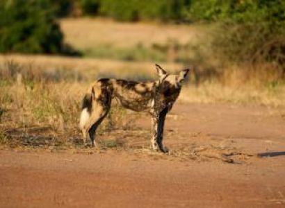 7-Day Tanzania's Top Luxury Safari Highlights (with Balloon)