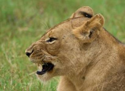 7-Day Tanzania's Top Luxury Safari Highlights (with Balloon)