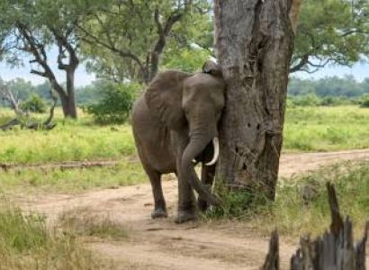 7-Day Tanzania's Top Luxury Safari Highlights (with Balloon)