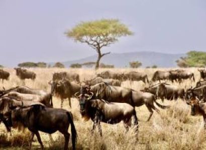 7-Day Tanzania's Top Luxury Safari Highlights (with Balloon)