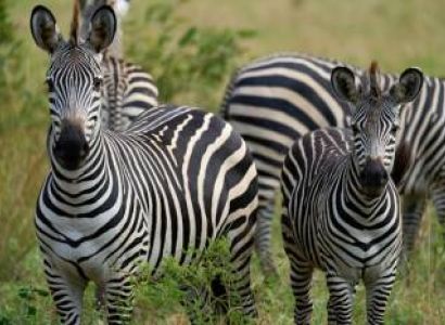 7-Day Tanzania's Top Luxury Safari Highlights (with Balloon)