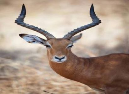 6-Day Majestic Tanzania - Luxury