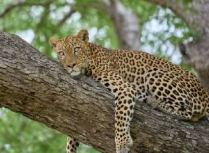 6-Day Majestic Tanzania - Luxury