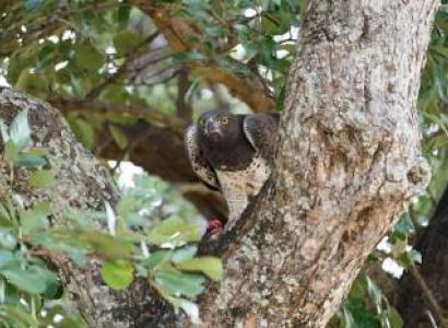 5-Day Serengeti, Ngorongoro and Tarangire Safari