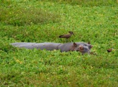 5-Day Serengeti, Ngorongoro and Tarangire Safari