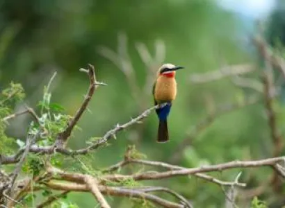 5-Day Serengeti, Ngorongoro and Tarangire Safari