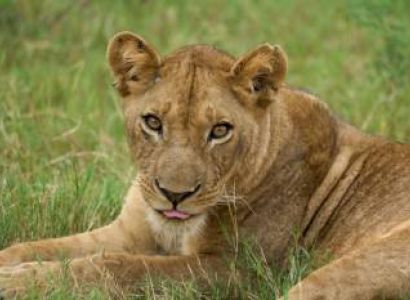 Ngorongoro Tour Packages