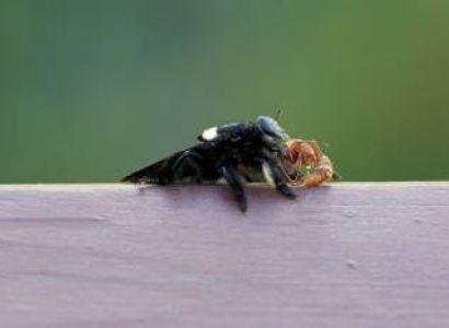 5-Day Serengeti, Ngorongoro and Tarangire Safari