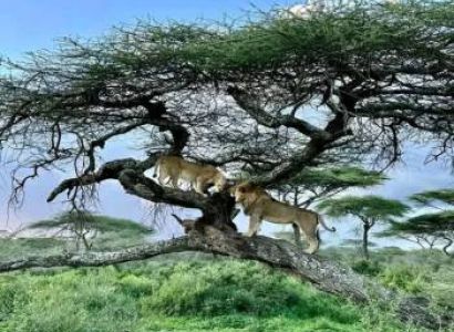 2 Day 1 Night Tanzania Tour
