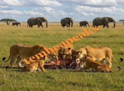 2 Day 1 Night Tanzania Tour