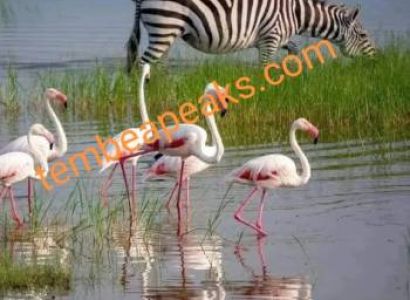 7 Night 8 Days Arusha  Safari