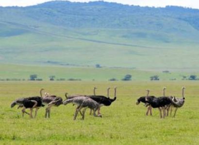 7 Night 8 Days Arusha  Safari