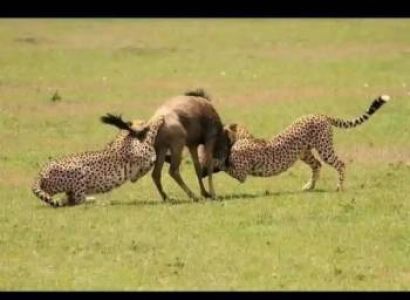 7 Night 8 Days Arusha  Safari