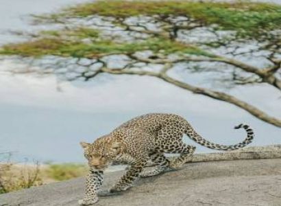 7 Night 8 Days Arusha  Safari