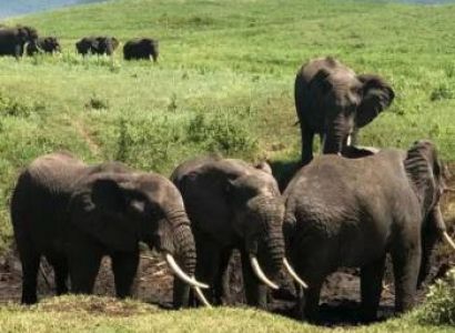 7 Night 8 Days Arusha  Safari