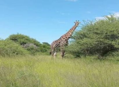 Wilderness Odyssey - 8 Days Safari Tour