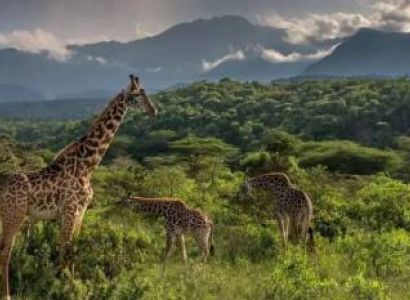 4 Night 5 Days Tanzania Classic Safari