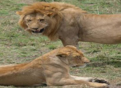 4 Night 5 Days Tanzania Classic Safari