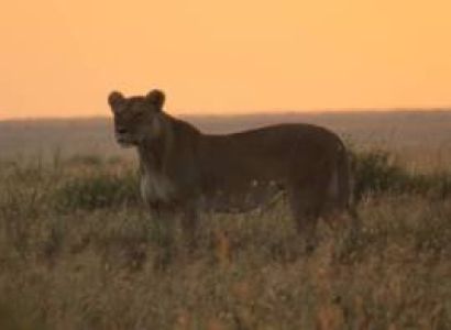 2 Nights - 3 Days - Tarangire/ Ngorongoro Crter/ Manara Park