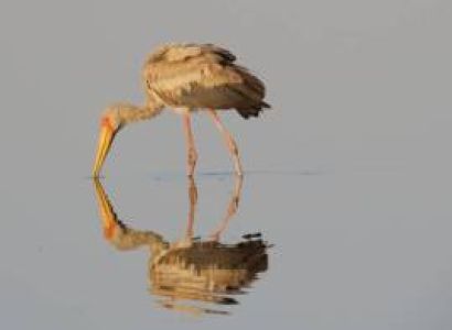 2 Nights - 3 Days - Tarangire/ Ngorongoro Crter/ Manara Park