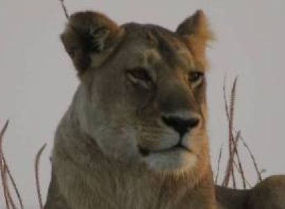 2 Nights - 3 Days - Tarangire/ Ngorongoro Crter/ Manara Park