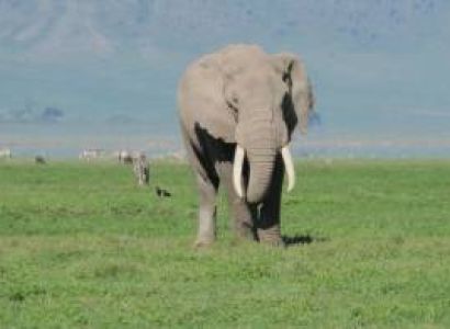 2 Nights - 3 Days - Tarangire/ Ngorongoro Crter/ Manara Park