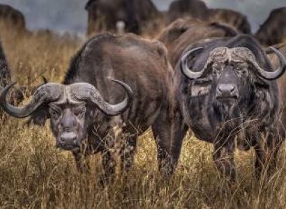 3 Days Tanzania Safari Tour