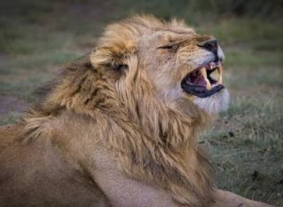 3 Days Tanzania Safari Tour