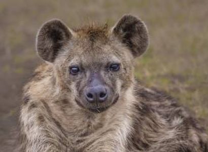 3 Days Tanzania Safari - Luxury Tour