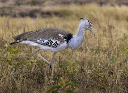 3 Days Tanzania Safari - Luxury Tour