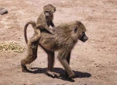 5 Days Tanzania Safari - Luxury Tour