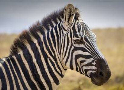 5 Days Tanzania Safari - Luxury Tour