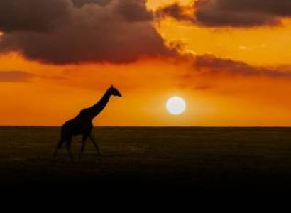 5 Days Tanzania Safari - Luxury Tour