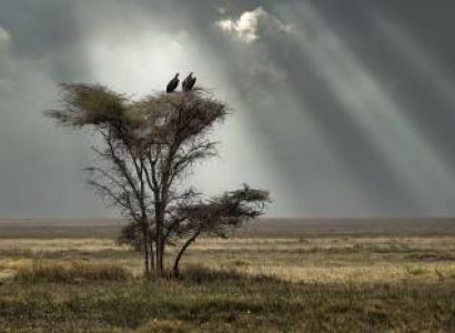 5 Days Tanzania Safari - Luxury Tour