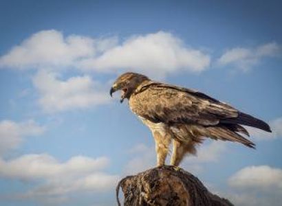 5 Days Tanzania Safari - Luxury Tour