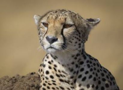 5 Days Tanzania Safari Mid-Range Tour
