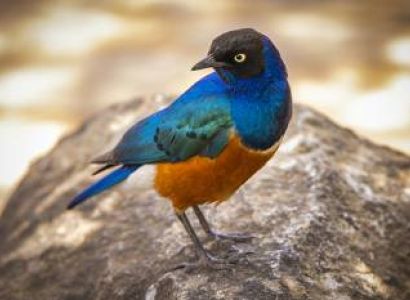 5 Days Tanzania Safari Mid-Range Tour