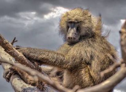 5 Days Tanzania Safari Mid-Range Tour