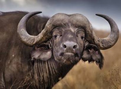 10 nights 11 Days Serengeti Special - 5* Accommodations